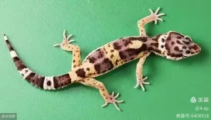 爱的话语美术班幼儿班《壁虎漫步》